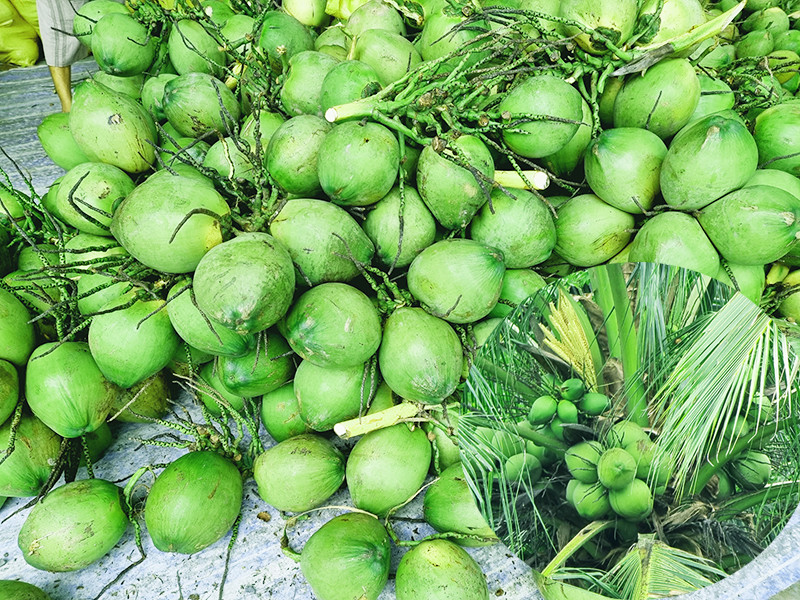 Giữa lúc này, một người dân gần đó cho biết, hôm trước bà L. mới kêu người bán dừa tươi. Vậy là các trinh sát liền truy tìm tung tích những người mua dừa ở địa phương, nhưng không phát hiện có gì bất thường. Khi mở rộng ra các vùng lân cận, trong số những người thường hái dừa thuê có Thạch Đen (35 tuổi, ngụ ấp Phú Thành A, xã Phú Tâm, huyện Châu Thành, tỉnh Sóc Trăng) có biểu hiện nghi vấn. (Ảnh minh họa, nguồn internet)