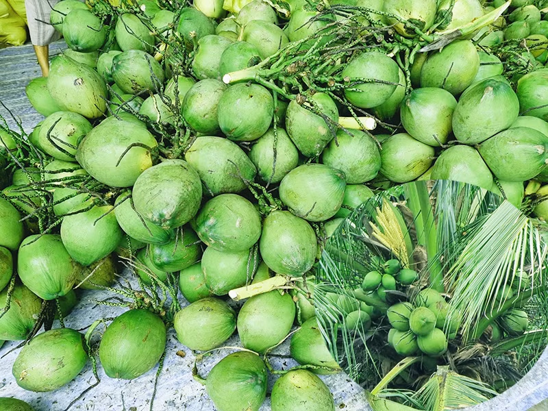 Giữa lúc này, một người dân gần đó cho biết, hôm trước bà L. mới kêu người bán dừa tươi. Vậy là các trinh sát liền truy tìm tung tích những người mua dừa ở địa phương, nhưng không phát hiện có gì bất thường. Khi mở rộng ra các vùng lân cận, trong số những người thường hái dừa thuê có Thạch Đen (35 tuổi, ngụ ấp Phú Thành A, xã Phú Tâm, huyện Châu Thành, tỉnh Sóc Trăng) có biểu hiện nghi vấn. (Ảnh minh họa, nguồn internet)