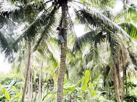 Theo lời khai của Thạch Đen, đối tượng có nhận bẻ dừa thuê cho một người khác nên đến nhà bà L. làm việc. Trong lúc làm việc, Thạch Đen chừa một cây không chịu bẻ nên xảy ra mâu thuẫn với bà L. Sau đó, trong lúc chuyển dừa xuống sông, Thạch Đen làm rơi mấy quả nên tiếp tục bị bà L. la mắng, bắt xuống sông mò lên. Đối tượng này vì thế bực tức và quyết tâm trả thù. (Ảnh minh họa, nguồn internet)