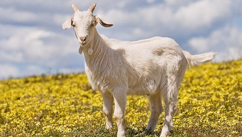 Nếu đang có ý định kinh doanh, mở rộng buôn bán hay phát triển thêm lĩnh vực khác thì đây là cơ hội nghìn năm có một để Mùi hốt hết tiền thiên hạ vào nhà.