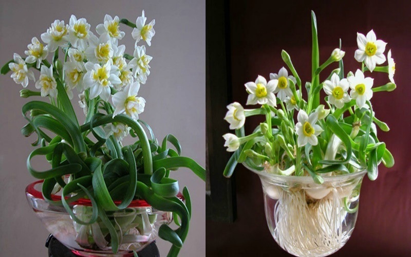 9. Hoa thủy tiên- mang lại may mắn, thăng tiến, phát tài phát lộc: Từ rất lâu, thú chơi hoa thủy tiên ngày Tết đã được coi là thú chơi cầu kỳ và tao nhã của người Hà Nội mỗi dịp xuân về. Theo văn hóa phương Đông, hoa thủy tiên mang ý nghĩa tốt đẹp, an lành, giúp gia chủ sáng suốt, may mắn, thăng tiến trong sự nghiệp, phát tài phát lộc. Hoa thủy tiên có nhiều màu. Mỗi màu hoa lại có ý nghĩa khác nhau. Thủy tiên trắng là biểu tượng của sự kiêu sa, sang trọng. Thủy tiên vàng có ý nghĩa hào hiệp, quan tâm, sự hồi sinh, sự khởi đầu... Ngoài ra còn có rất nhiều loài hoa khác mang cũng những ý nghĩa biểu trưng tương tự. Tuy nhiên, việc lựa chọn loài hoa nào tùy thuộc vào nhu cầu và sở thích của người từng người.