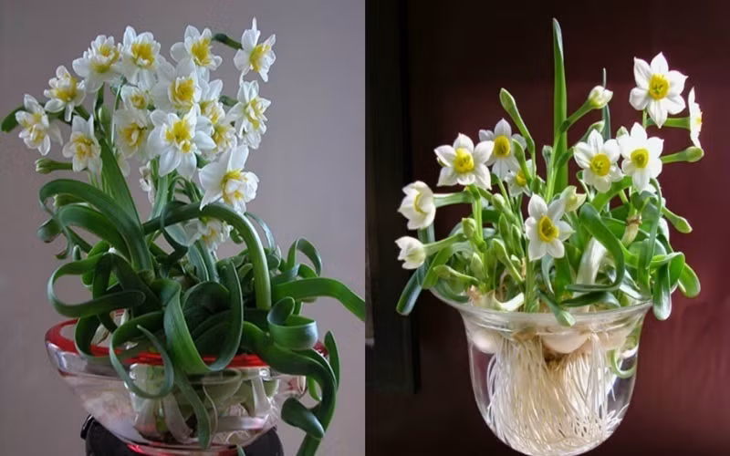 9. Hoa thủy tiên- mang lại may mắn, thăng tiến, phát tài phát lộc: Từ rất lâu, thú chơi hoa thủy tiên ngày Tết đã được coi là thú chơi cầu kỳ và tao nhã của người Hà Nội mỗi dịp xuân về. Theo văn hóa phương Đông, hoa thủy tiên mang ý nghĩa tốt đẹp, an lành, giúp gia chủ sáng suốt, may mắn, thăng tiến trong sự nghiệp, phát tài phát lộc. Hoa thủy tiên có nhiều màu. Mỗi màu hoa lại có ý nghĩa khác nhau. Thủy tiên trắng là biểu tượng của sự kiêu sa, sang trọng. Thủy tiên vàng có ý nghĩa hào hiệp, quan tâm, sự hồi sinh, sự khởi đầu... Ngoài ra còn có rất nhiều loài hoa khác mang cũng những ý nghĩa biểu trưng tương tự. Tuy nhiên, việc lựa chọn loài hoa nào tùy thuộc vào nhu cầu và sở thích của người từng người.