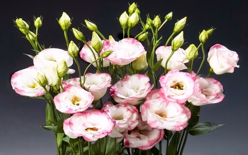 8. Hoa cát tường- thể hiện sự hạnh phúc, thoải mái, vạn sự như ý: Chỉ cần nghe thấy tên thôi người ta đã liên tưởng hoa cát tường đến sự hạnh phúc, thoải mái, vạn sự như ý, mạnh khỏe và may mắn cho mọi người. Cánh hoa mỏng manh như lụa, nhiều sắc màu dịu dàng toát lên vẻ ngọt ngào, đằm thắm và quý phái, dễ trưng bày và trang trí khiến nhiều người ưu chuộng, nhất là trong dịp Tết. Những chậu hoa nhỏ xinh có thể trưng được lâu, hay cắm vào bình đặt trên bàn đều mang đến vẻ tươi tắn, đầy sức sống như thổi luồng gió xuân vào căn nhà bạn.