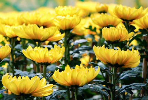 3. Hoa cúc- biểu tượng của sự sống, phúc lộc, sự hoan hỉ: Trong tứ quý “tùng, cúc, trúc, mai” thì cúc “đóng đinh” ở vị trí thứ hai, bản thân nó tượng trưng cho phúc lộc và sự trường thọ. Bản thân màu sắc rộn ràng của hoa cúc cũng đem đến ngụ ý về một cuộc sống may mắn và bình yên. Theo phong thủy, hoa cúc mang biểu tượng của sự sống, tăng thêm phúc lộc cũng như sự hoan hỉ đến nhà. Ngoài ra, hoa cúc còn biểu trưng cho sự trường tồn, sự hiếu thảo, lòng cao thượng... Nó cũng là một trong bốn loại cây tượng trưng cho sự quân tử. Đặt những chậu hoa cúc nhỏ hay cắm hoa cúc có thể giúp ổn định phúc khí trong nhà. Khi chơi cúc, nên đặt hoa ở nơi có nhiều ánh sáng để sự may mắn thêm mạnh mẽ và rực rỡ. Cúc vàng đại đóa, cúc trắng, cúc mâm xôi… là những loại hoa cúc được người dân ưa chuộng, tiêu thụ mạnh trong dịp Tết.