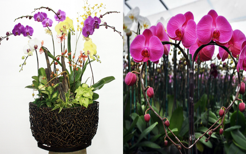 5. Hoa phong lan- biểu tượng cao quý cho sự giàu sang và phú quý: Hoa phong lan vẫn luôn là nàng công chúa kiêu kỳ trong những loại hoa cây, cảnh chính nhờ vẻ đẹp tinh tế, thanh tao và cao nhã của nó. Trong phong thủy chiêu tài, hoa phong lan là biểu tượng cao quý cho sự giàu sang và phú quý, nó giúp gia chủ mang đến nhiều tài khí và vượng vận quan lộ. Người Hy Lạp cổ đại coi hoa lan là loài hoa vinh danh những anh hùng. Sau khi sự gia tăng phổ biến của những bộ sưu tập phong lan ở Anh thời Victoria, ý nghĩa của nó chuyển dần dần trở thành biểu tượng của sự sang trọng. Trong những năm trở lại đây, khi đời sống được nâng cao hơn, rất nhiều người chọn hoa lan trưng phòng khách đầu năm mới phần vì đó là loài hoa có vẻ ngoài đẹp, quý phái, sang trọng. Phần vì mong muốn một năm yên vui, phát tài, vạn sự như ý.
