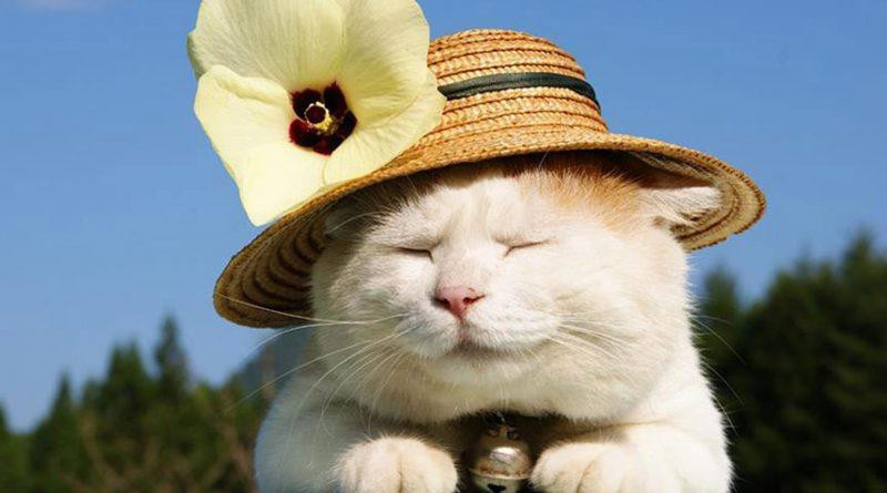 Tuổi Mão không chỉ tự tạo dựng của cải cho mình, họ còn là người đem phúc phần đến cho người khác. Trong 5 năm tới, họ nhất định gặp được nhiều may mắn, gia đạo hưng thịnh, làm gì cũng thuận buồm xuôi gió.