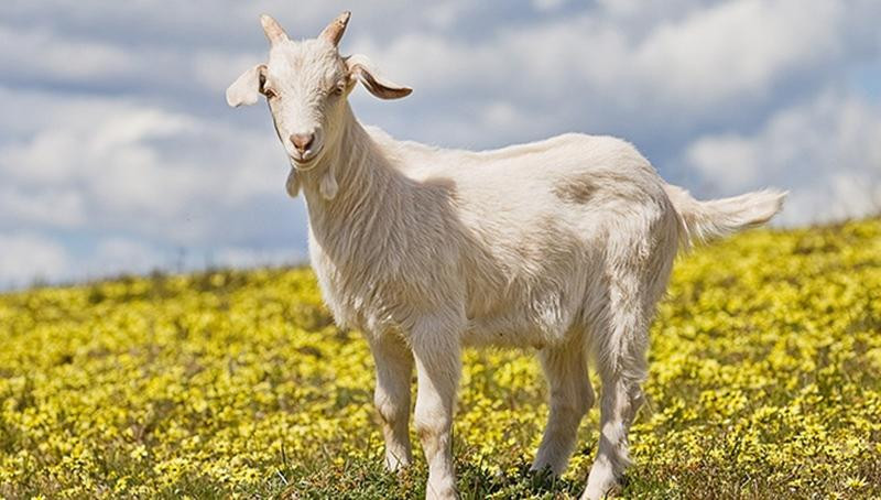 Theo tử vi, tuổi Mùi là một trong những con giáp sinh ra đã được hưởng phúc phần may mắn. Với đặc tính cần mẫn, chịu khó phấn đấu, trong 5 năm tới, sự nghiệp của tuổi Mùi sẽ vững chắc ổn định, tài vận dồi dào, gia đình cũng được may mắn lây, mọi điều suôn sẻ.