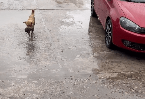 Cho hoang dung giua duong, “lam lieu” danh doi co hoi cuu con