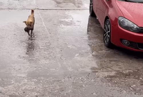 Cho hoang dung giua duong, “lam lieu” danh doi co hoi cuu con