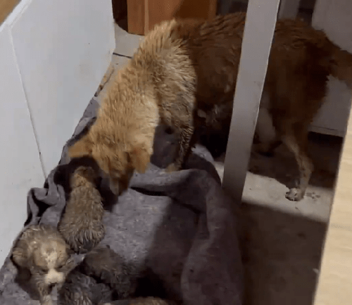 Cho hoang dung giua duong, “lam lieu” danh doi co hoi cuu con-Hinh-2