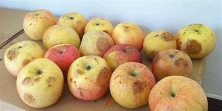 Loai trai cay te bao ung thu cuc thich, mua nao cung co