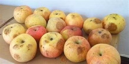 Loai trai cay te bao ung thu cuc thich, mua nao cung co