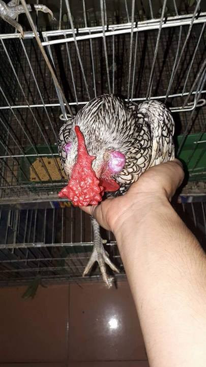 Một chú gà vảy cá có mào xấu, không cân đối. Theo anh Đức, số lượng gà vảy cá siêu độc và siêu đẹp chỉ chiếm rất ít khoảng 2%, còn lại đa số là gà vảy cá bình thường hoặc có mã xấu.