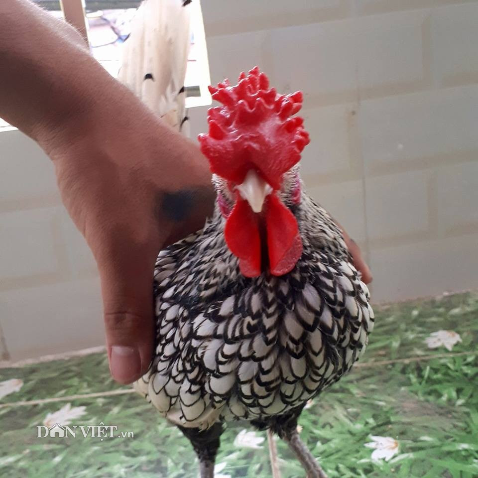 Con gà vảy cá trống này được anh Đức bán cho 1 đại gia với giá 3 triệu đồng, tuy nhiên khi về với chủ mới do giống gà này khó nuôi và không được chăm sóc cẩn thận hiện con gà này đã bị chết.