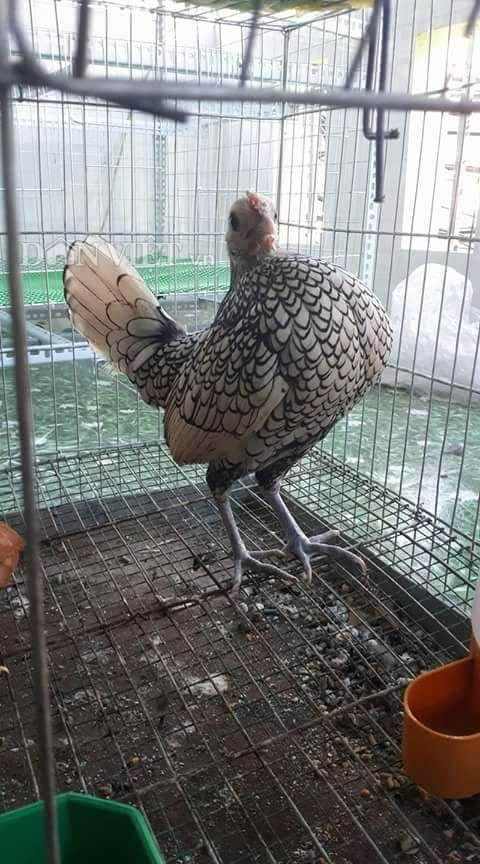 Một cô gà mái mơ vảy cá nhưng có dáng đứng giống như giống gà tre serama.