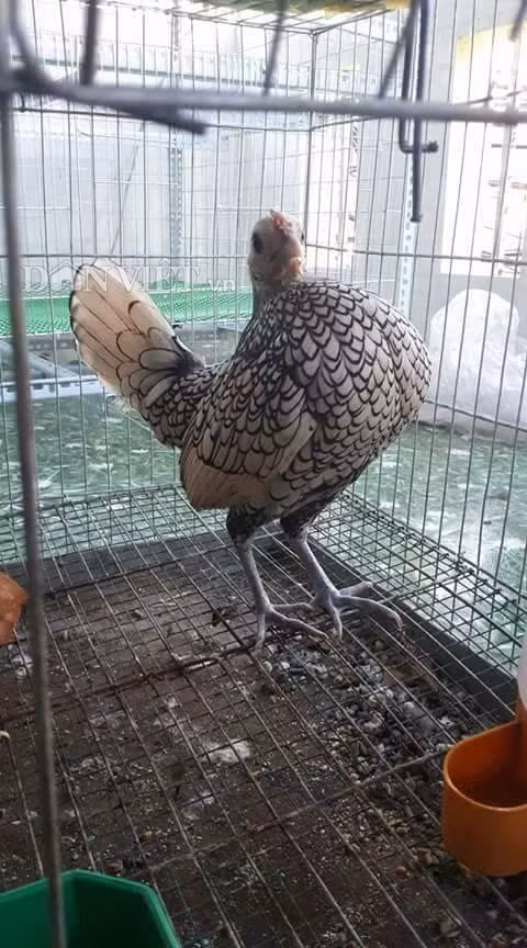 Một cô gà mái mơ vảy cá nhưng có dáng đứng giống như giống gà tre serama.