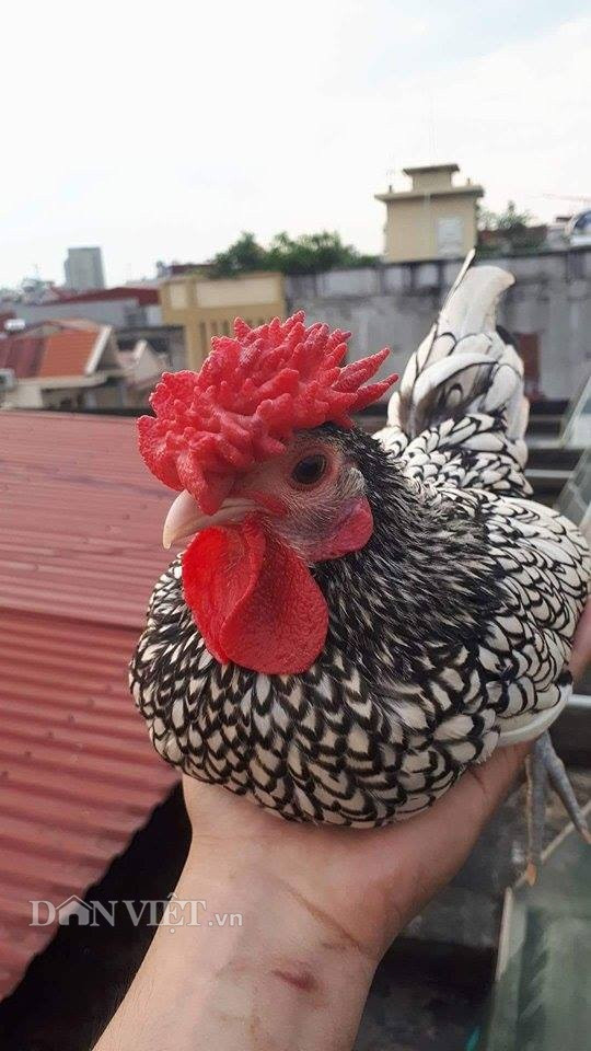 Theo anh Nguyễn Trung Đức, gà vảy cá đẹp là có mào cân đối, chân xanh đá, lông rõ ràng không bị lem màu. Mỗi lông đều phải có viền vảy cá màu đen tuyền, lông đuôi cũng phải có viền (tuy rất hiếm) và các viền ở cánh phải đen và rõ