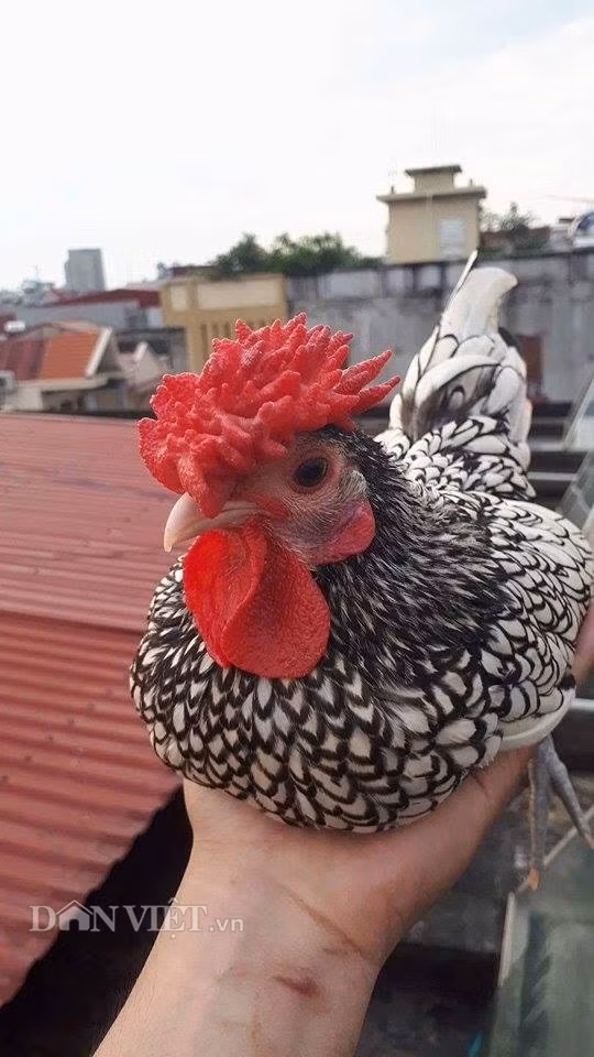 Theo anh Nguyễn Trung Đức, gà vảy cá đẹp là có mào cân đối, chân xanh đá, lông rõ ràng không bị lem màu. Mỗi lông đều phải có viền vảy cá màu đen tuyền, lông đuôi cũng phải có viền (tuy rất hiếm) và các viền ở cánh phải đen và rõ