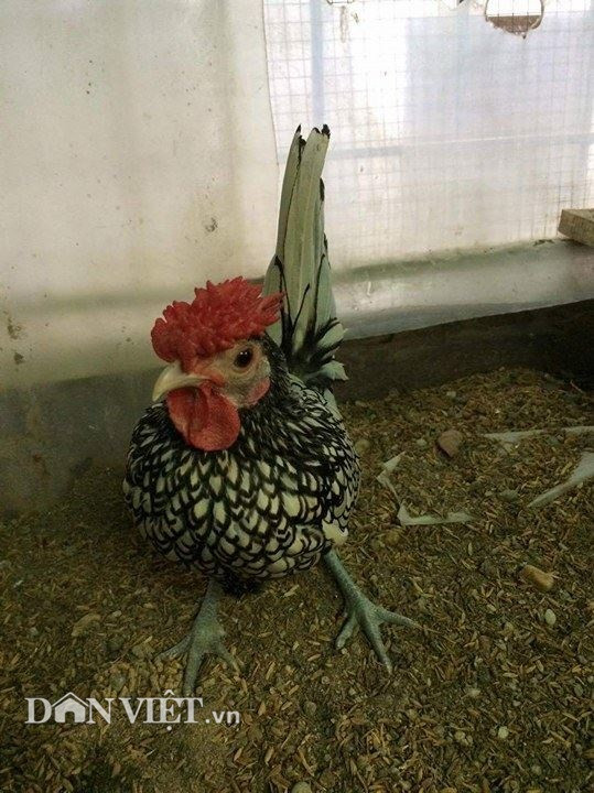“Nhỏ nhưng có võ”, nhờ bộ lông hình vảy cá đẹp ấn tượng mà gà vảy cá được mệnh danh là “mỹ kê” và được nhiều đại gia Việt săn mua.