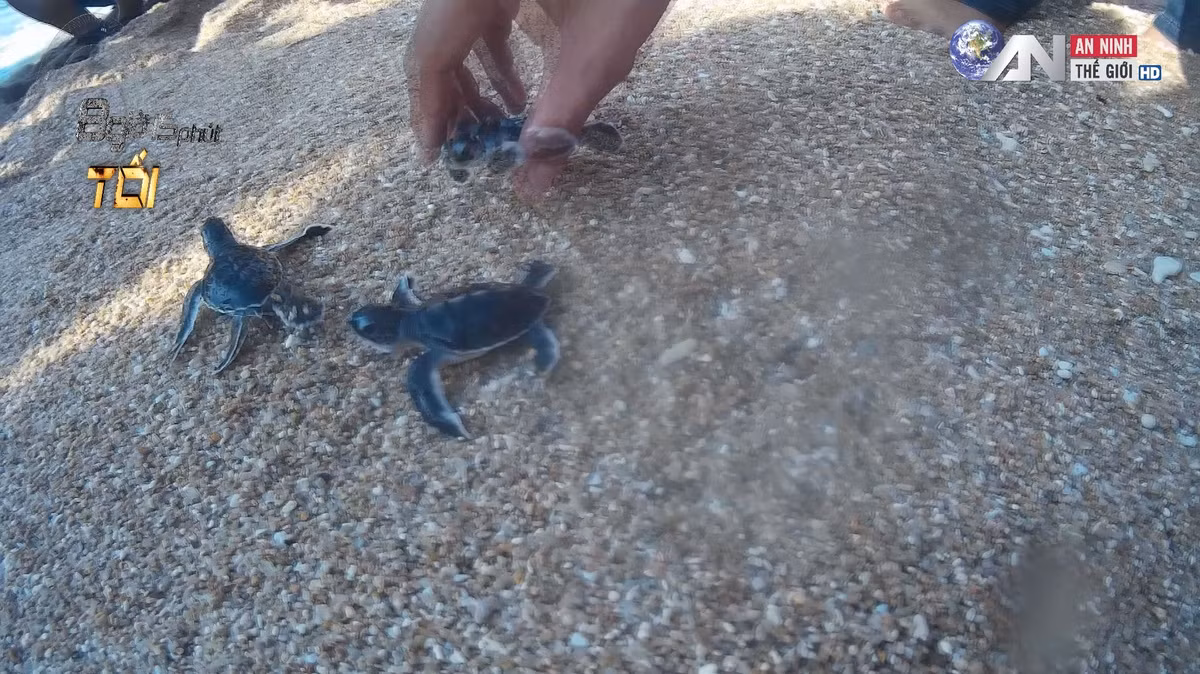 Những chú rùa con mới nở được thả ra đại dương.