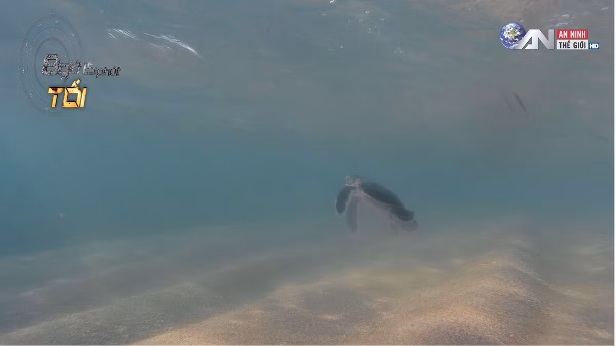 Số lượng rùa biển ngày một giảm sút đáng lo ngại.