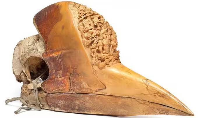 Từ thế kỷ 14, mỏ sừng của Tê Điểu đã trở thành vật phẩm quý giá, được chạm khắc thành trang sức và đồ nghệ thuật. (Ảnh: ANTĐ)