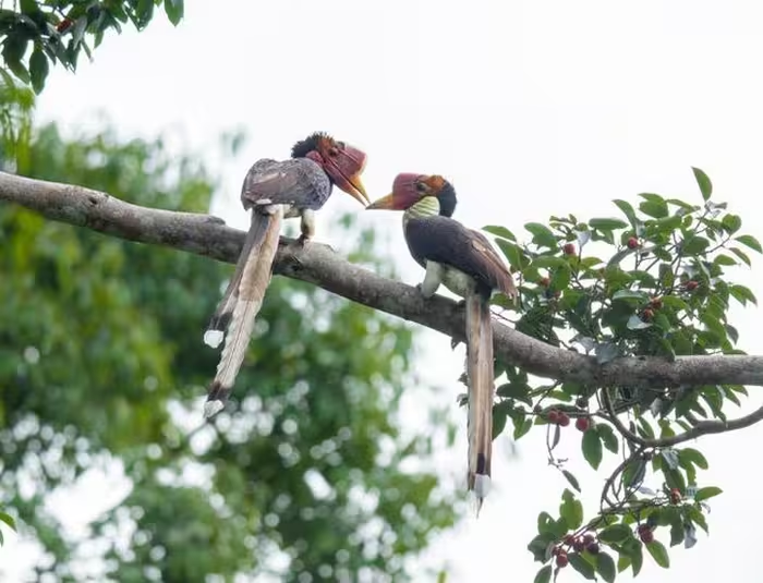 Chúng là linh vật trong văn hóa người Dayak và Kalimantan, được xem là sứ giả linh thiêng của các vị thần. (Ảnh: ANTĐ)