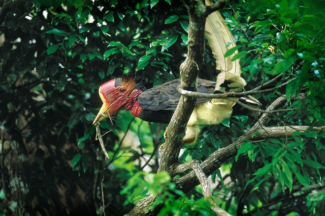 Tê Điểu loài chim quý hiếm được mệnh danh là "con khủng long biết bay". Chúng có mỏ sừng quý hiếm, đắt gấp 3 lần ngà voi, khiến chúng bị săn trộm nghiêm trọng. (Ảnh: Tiền phong)
