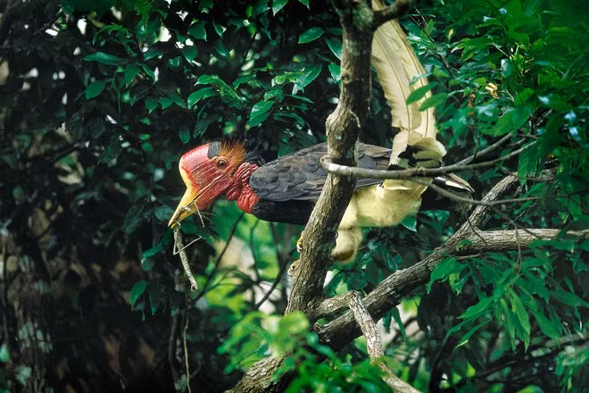 Tê Điểu loài chim quý hiếm được mệnh danh là "con khủng long biết bay". Chúng có mỏ sừng quý hiếm, đắt gấp 3 lần ngà voi, khiến chúng bị săn trộm nghiêm trọng. (Ảnh: Tiền phong)