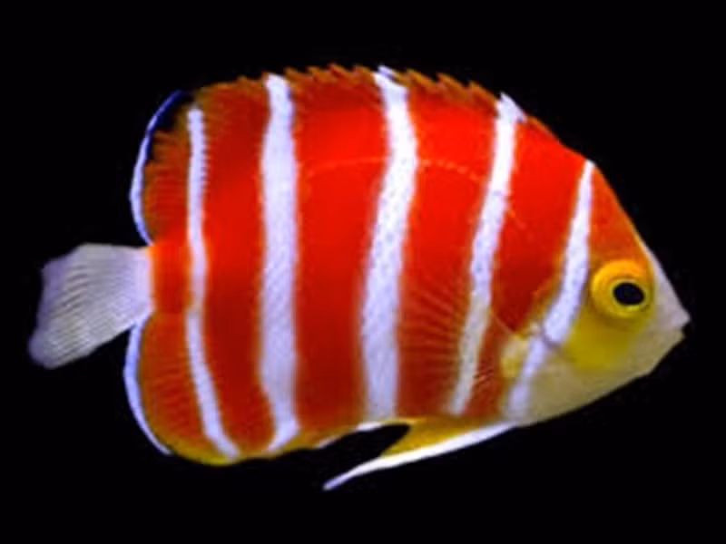 4. Cá thiên thần Peppermint: Sống ở độ sâu lớn, rất hiếm và từng được bán với giá khoảng 750 triệu đồng. (Ảnh: ANTĐ)
