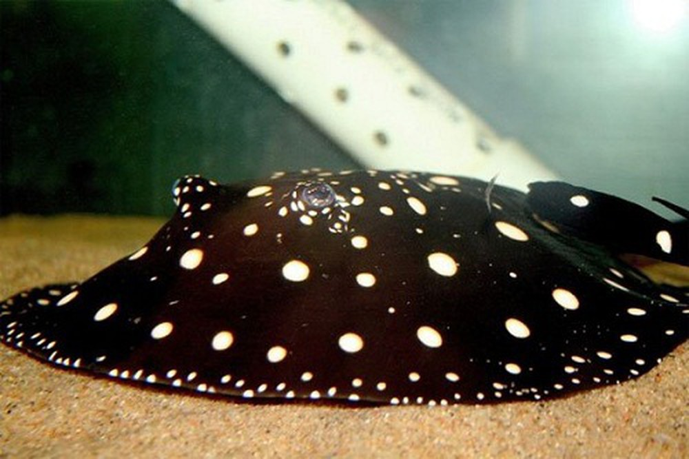 3. Cá đuối nước ngọt Polka Dot: Loài cá đuối độc đáo với chấm trắng trên thân, có giá đến 2,5 tỷ đồng. (Ảnh: Dân Việt)