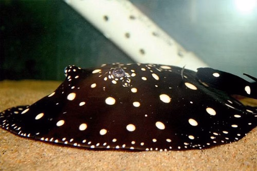 3. Cá đuối nước ngọt Polka Dot: Loài cá đuối độc đáo với chấm trắng trên thân, có giá đến 2,5 tỷ đồng. (Ảnh: Dân Việt)