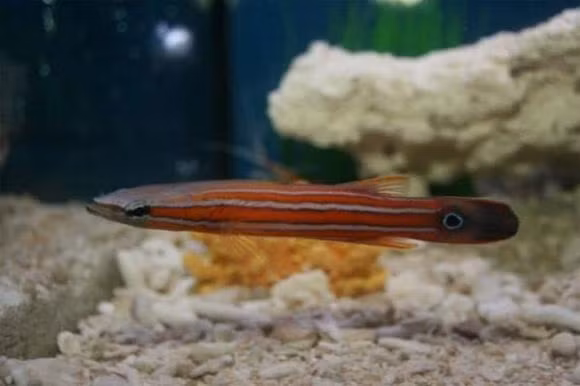 8.Cá Perch đầu dẹt châu Úc: Kích thước nhỏ, bơi nhanh như tên bắn và có giá lên tới 125 triệu đồng. (Ảnh: DNVN)