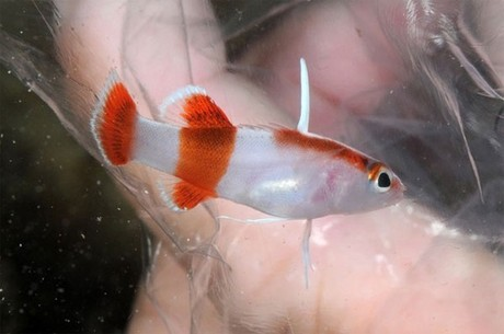 5.Cá Bladefin Basslet: Dù chỉ dài 3-4cm nhưng loài cá này lại có giá tới 250 triệu đồng. (Ảnh: Tiền Phong)