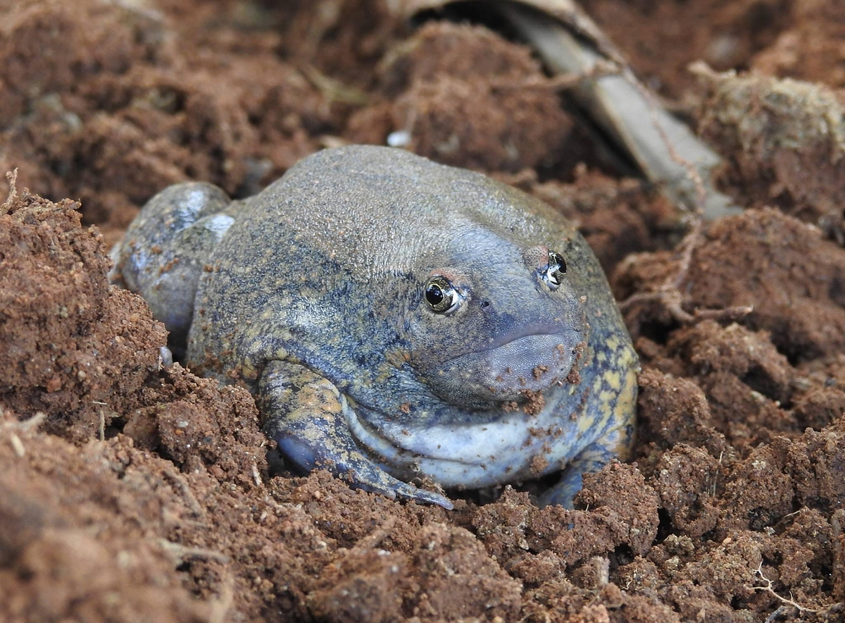 Nhái lưỡi có tập tính vùi mình xuống đất vào mùa khô và chỉ xuất hiện vào mùa mưa để sinh sản.(Ảnh: iNaturalist)