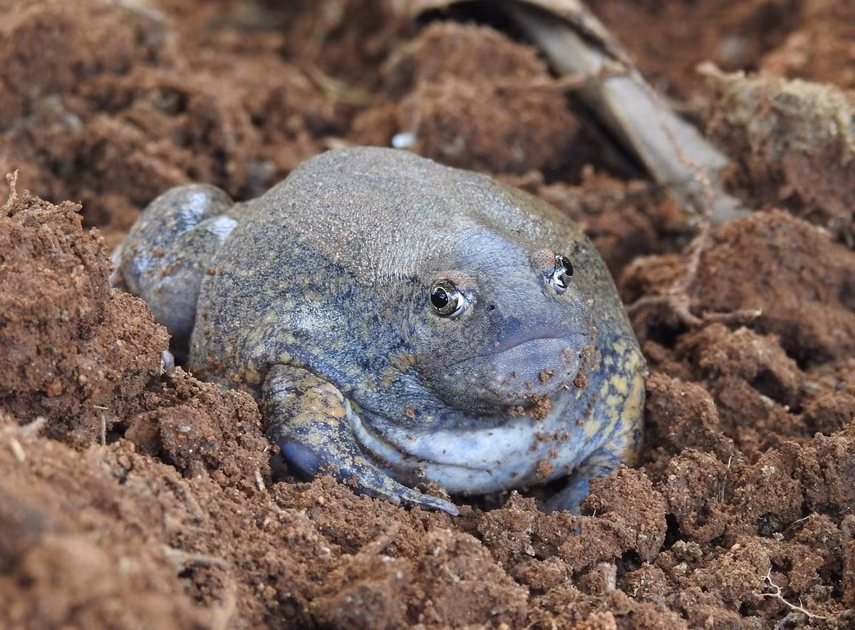 Nhái lưỡi có tập tính vùi mình xuống đất vào mùa khô và chỉ xuất hiện vào mùa mưa để sinh sản.(Ảnh: iNaturalist)