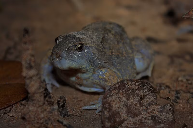 Việc mất môi trường sống khiến số lượng nhái lưỡi ngày càng suy giảm đáng kể.(Ảnh: wikipedia)