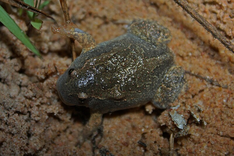 Dù có ngoại hình độc đáo, loài này vẫn bị săn bắt để làm thực phẩm ở một số khu vực.(Ảnh: wikipedia)