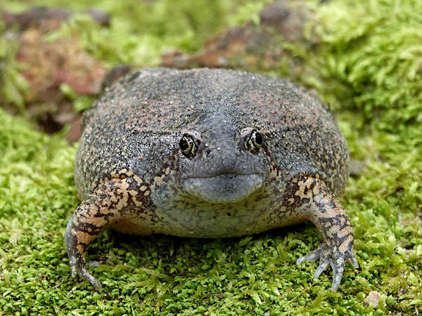 Loài này phân bố chủ yếu ở vùng đồng bằng sông Cửu Long của Việt Nam và một số nước Đông Nam Á.(Ảnh: Ecology Asia)