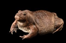 Nhái lưỡi (Glyphoglossus molossus) là một loài lưỡng cư có hình dáng kỳ lạ, trông như sinh vật ngoài hành tinh. (Ảnh: Joel Sartore)