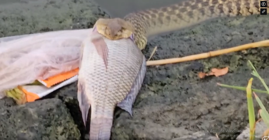 Tuy nhiên, các nhà khoa học giải thích rằng rắn có khả năng nuốt con mồi lớn nhờ lớp da "siêu co giãn" giữa hai hàm, cho phép chúng nuốt các con vật có kích thước vượt xa bộ hàm mà không cần nhai. Cảnh tượng này không chỉ ấn tượng mà còn minh chứng cho khả năng sinh tồn đặc biệt của loài rắn. (Ảnh: Người đưa tin)