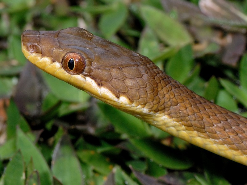 Loài này đẻ từ 17 đến 52 trứng, với thời gian ấp từ 5 đến 7 tuần, rắn con dài 15-21 cm. (Ảnh: iNaturalist)