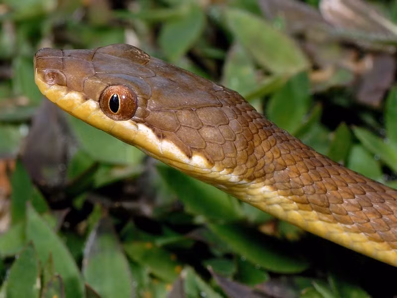 Loài này đẻ từ 17 đến 52 trứng, với thời gian ấp từ 5 đến 7 tuần, rắn con dài 15-21 cm. (Ảnh: iNaturalist)