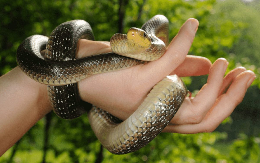 Đây là loài linh hoạt, trông dữ tợn nhưng vô hại, thường hoạt động cả ngày lẫn đêm. (Ảnh: caodangyhanoi)