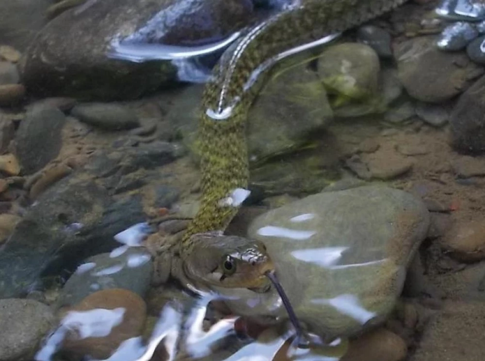 Rắn nước có mắt to, đồng tử tròn và vảy thân gồ lên. Đầu của chúng màu nâu, với sọc đen chạy từ mắt và từ phía sau đầu đến mép trên. Thân chắc khỏe, màu nâu ôliu, hiếm khi màu đỏ nhạt, với các đốm đen tròn xếp xen kẽ, tạo họa tiết như ô vuông. (Ảnh: pcs)