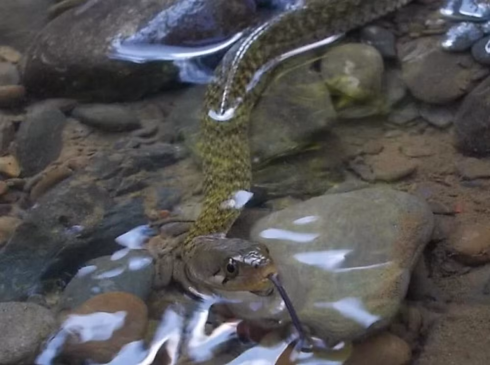 Rắn nước có mắt to, đồng tử tròn và vảy thân gồ lên. Đầu của chúng màu nâu, với sọc đen chạy từ mắt và từ phía sau đầu đến mép trên. Thân chắc khỏe, màu nâu ôliu, hiếm khi màu đỏ nhạt, với các đốm đen tròn xếp xen kẽ, tạo họa tiết như ô vuông. (Ảnh: pcs)