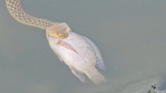 Dù con cá nằm bất động, con " quái thú" gặp nhiều khó khăn và phải kéo con mồi lên bờ để tiếp tục bữa ăn. Đoạn clip nhanh chóng thu hút sự chú ý của cộng đồng mạng, gây kinh ngạc bởi kích thước của con cá so với rắn. Một số người nghi ngờ rằng con rắn khó có thể nuốt trọn con mồi. (Ảnh: Người đưa tin)