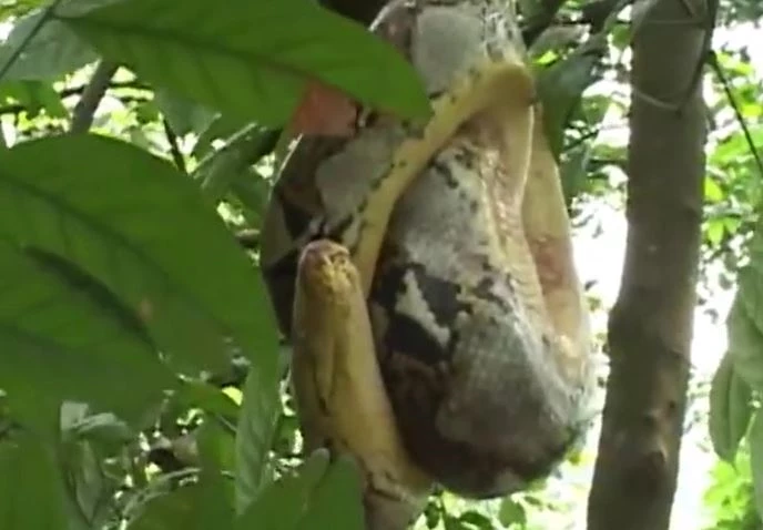 " Quái thú" này nổi bật với hoa văn vảy đặc trưng, sống chủ yếu ở rừng nhiệt đới Đông Nam Á, và săn mồi bằng cách siết chặt con mồi đến khi không còn cử động. (Ảnh: DNVN)