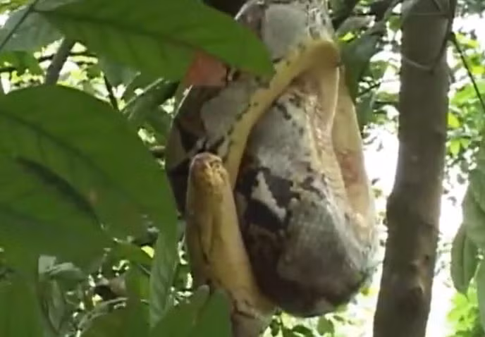 " Quái thú" này nổi bật với hoa văn vảy đặc trưng, sống chủ yếu ở rừng nhiệt đới Đông Nam Á, và săn mồi bằng cách siết chặt con mồi đến khi không còn cử động. (Ảnh: DNVN)