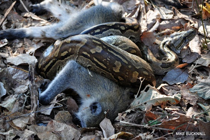 Trong khi đó, khỉ là loài linh trưởng thông minh, sống thành bầy đàn và có khả năng giao tiếp xã hội cao. Dù cùng chia sẻ môi trường rừng, trăn gấm và khỉ có lối sống hoàn toàn khác biệt: một bên là kẻ săn mồi đơn độc, hoạt động về đêm; bên kia là loài động vật xã hội, hoạt động ban ngày và dựa vào mối quan hệ bầy đàn để tồn tại. Một sự đối lập đầy thú vị trong thế giới tự nhiên. (Ảnh: VietQ)